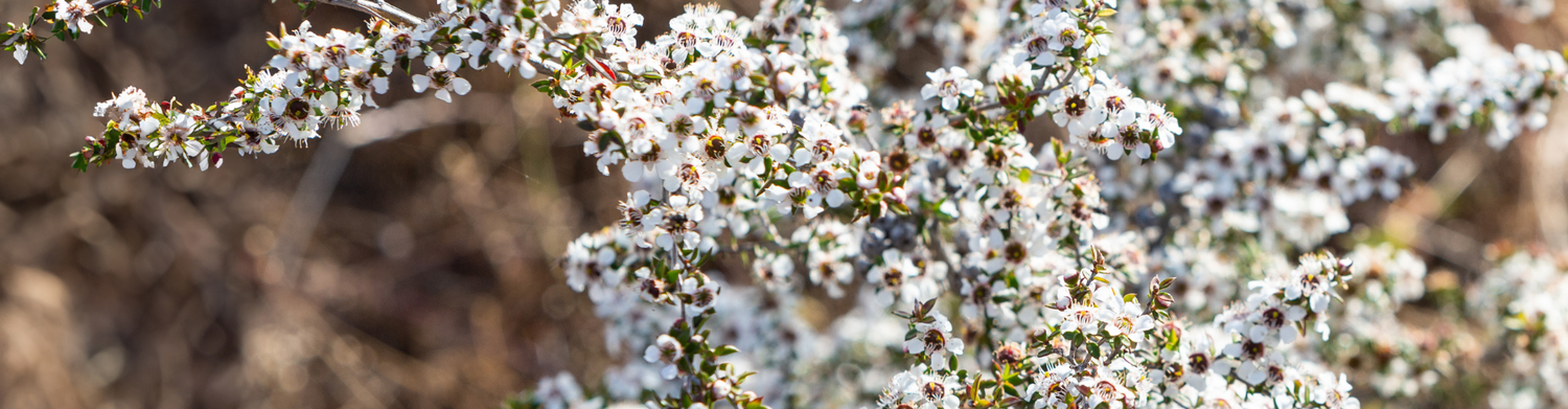 Manuka Honey