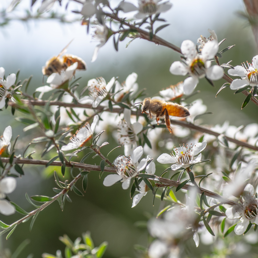 MANUKA HONEY MGO400+