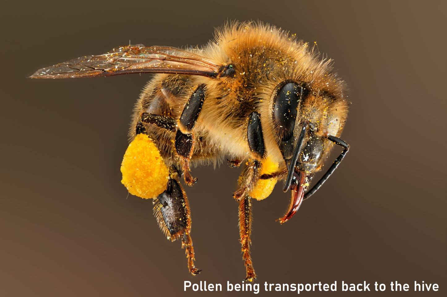 HONEY BEE POLLEN