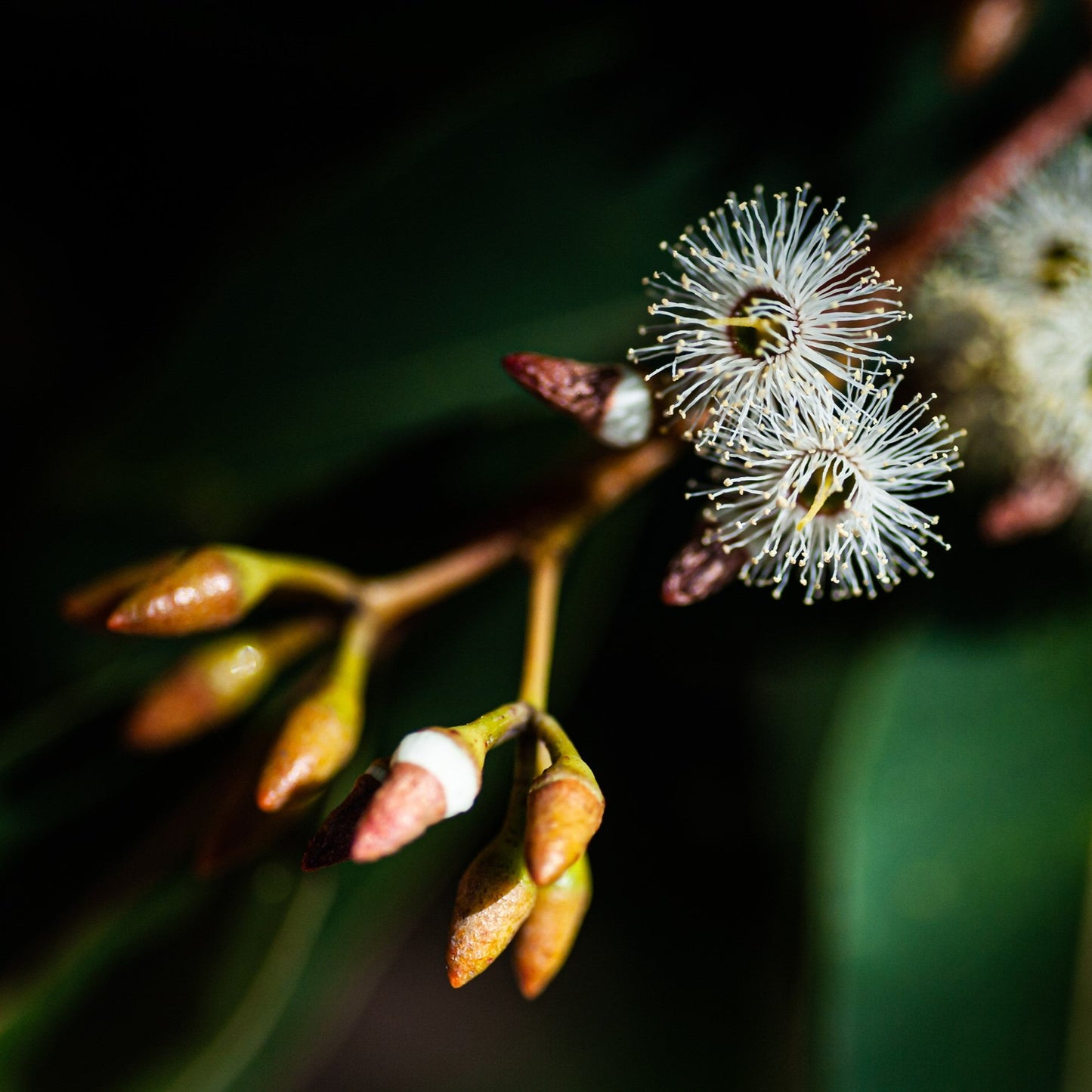 jarrah flower for Super Active Jarrah Honey