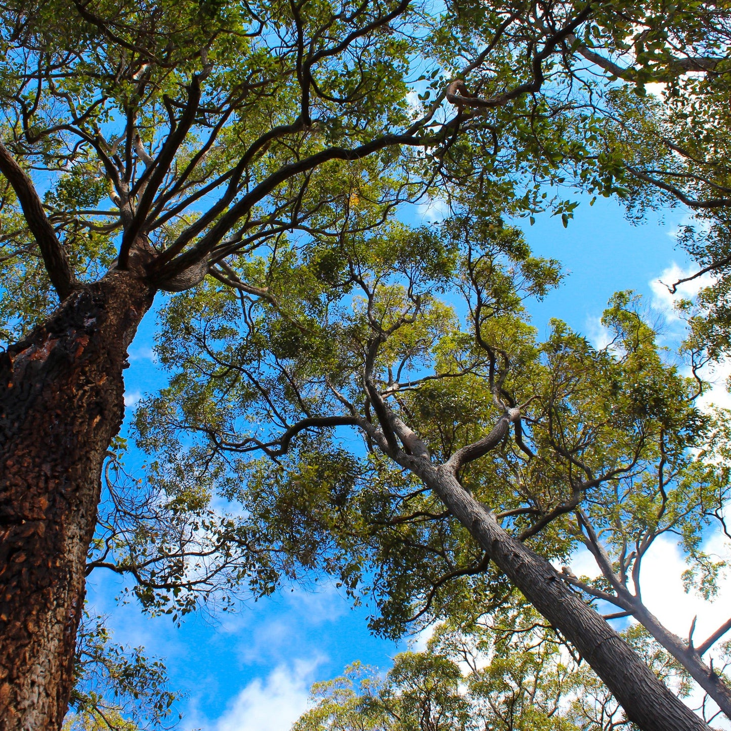 images of Jarrah forest from where Super Active Jarrah Honey is collected