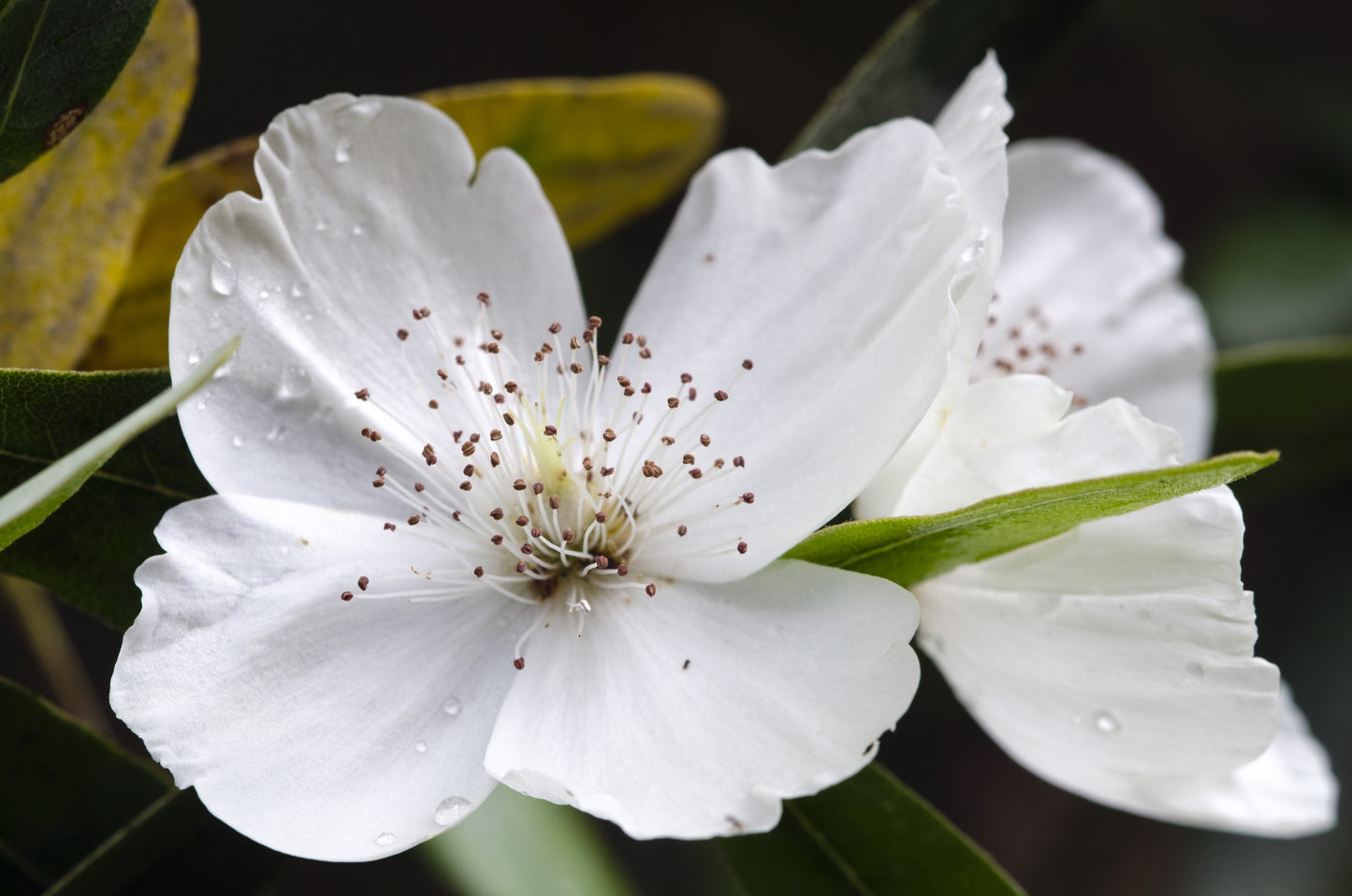 LEATHERWOOD HONEY