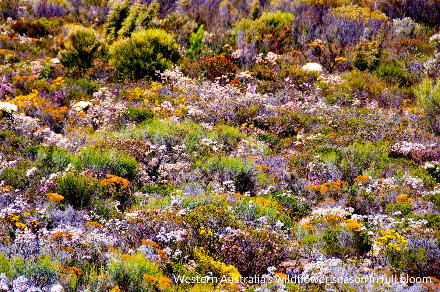 WILDFLOWER HONEY