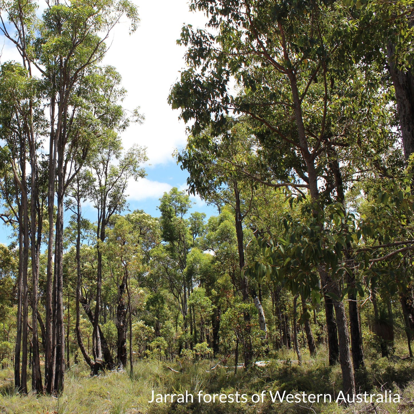 jarrah forrest