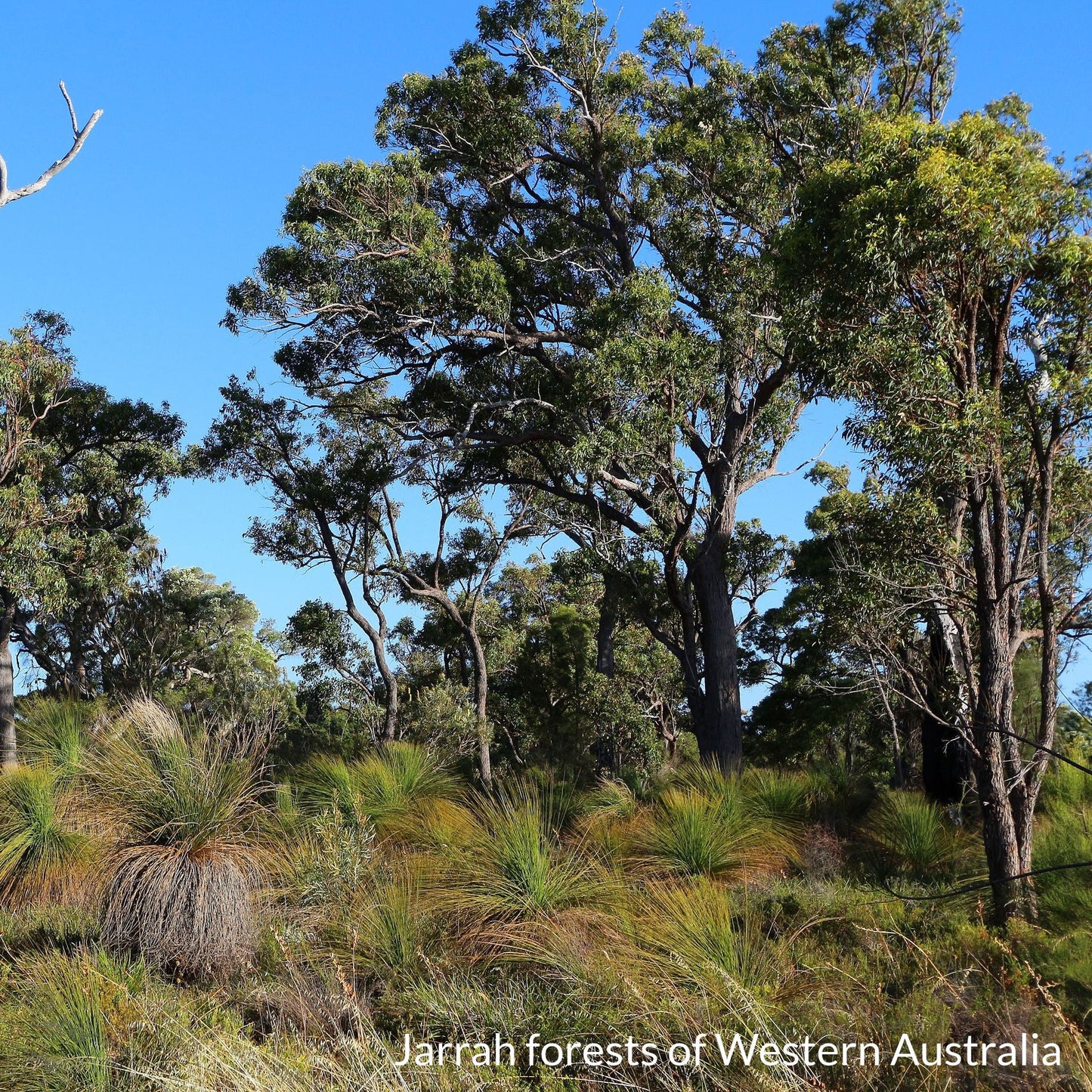 images of jarrah forrest Super Active Jarrah Honey