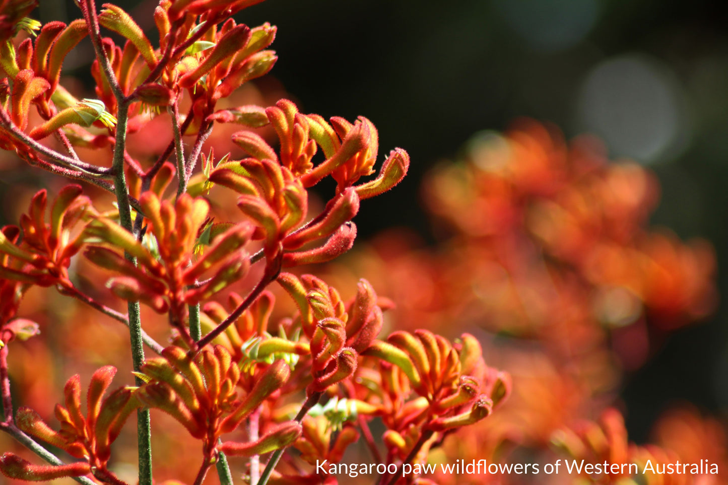 WILDFLOWER HONEY