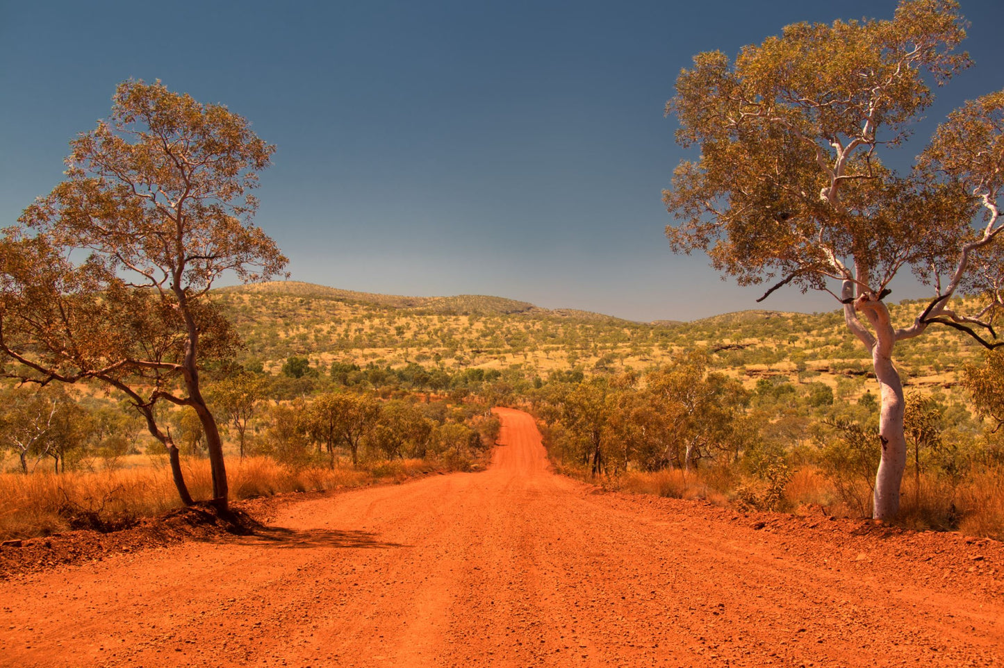DESERT MALLEE HONEY TA20+