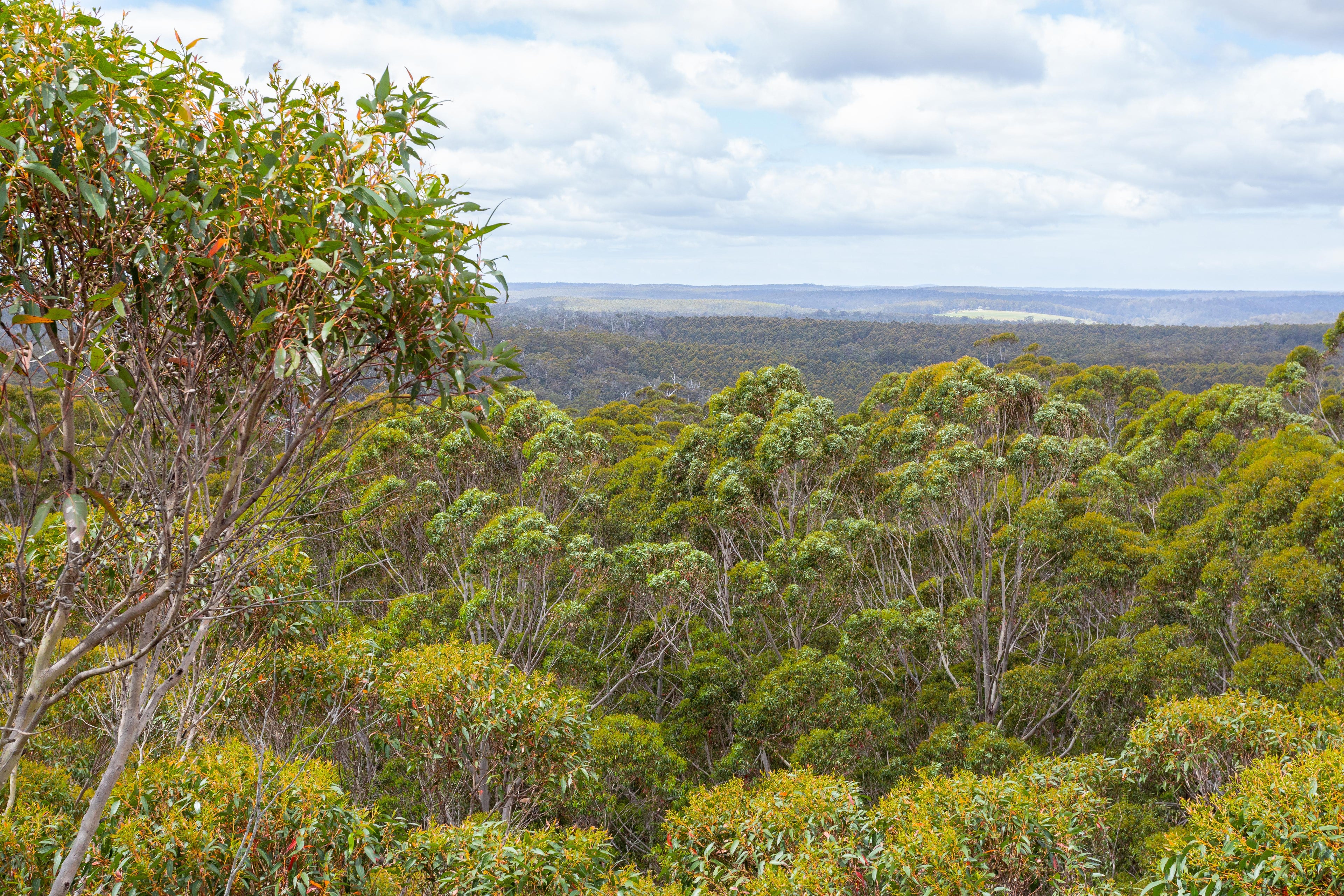 What Is Active Honey? Understanding Total Activity (TA) Rating