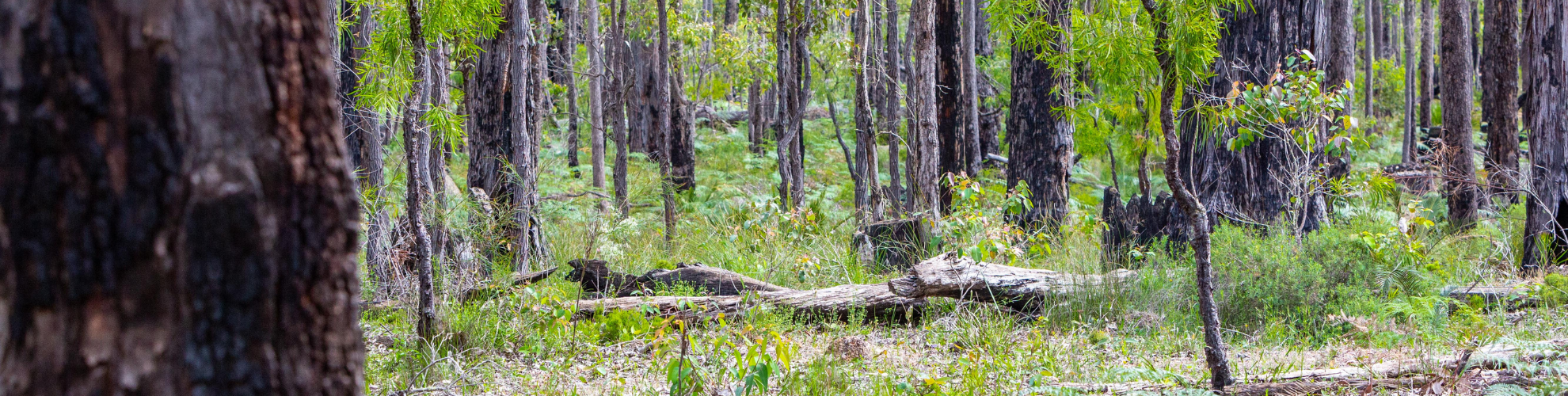 Jarrah: Nature’s Defence Against Winter Bugs