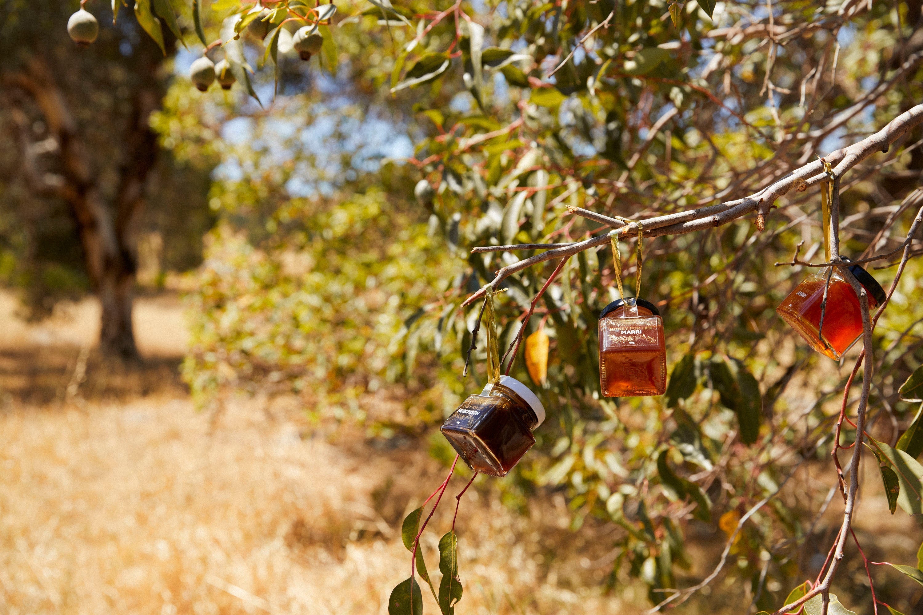 ACTIVE JARRAH HONEY