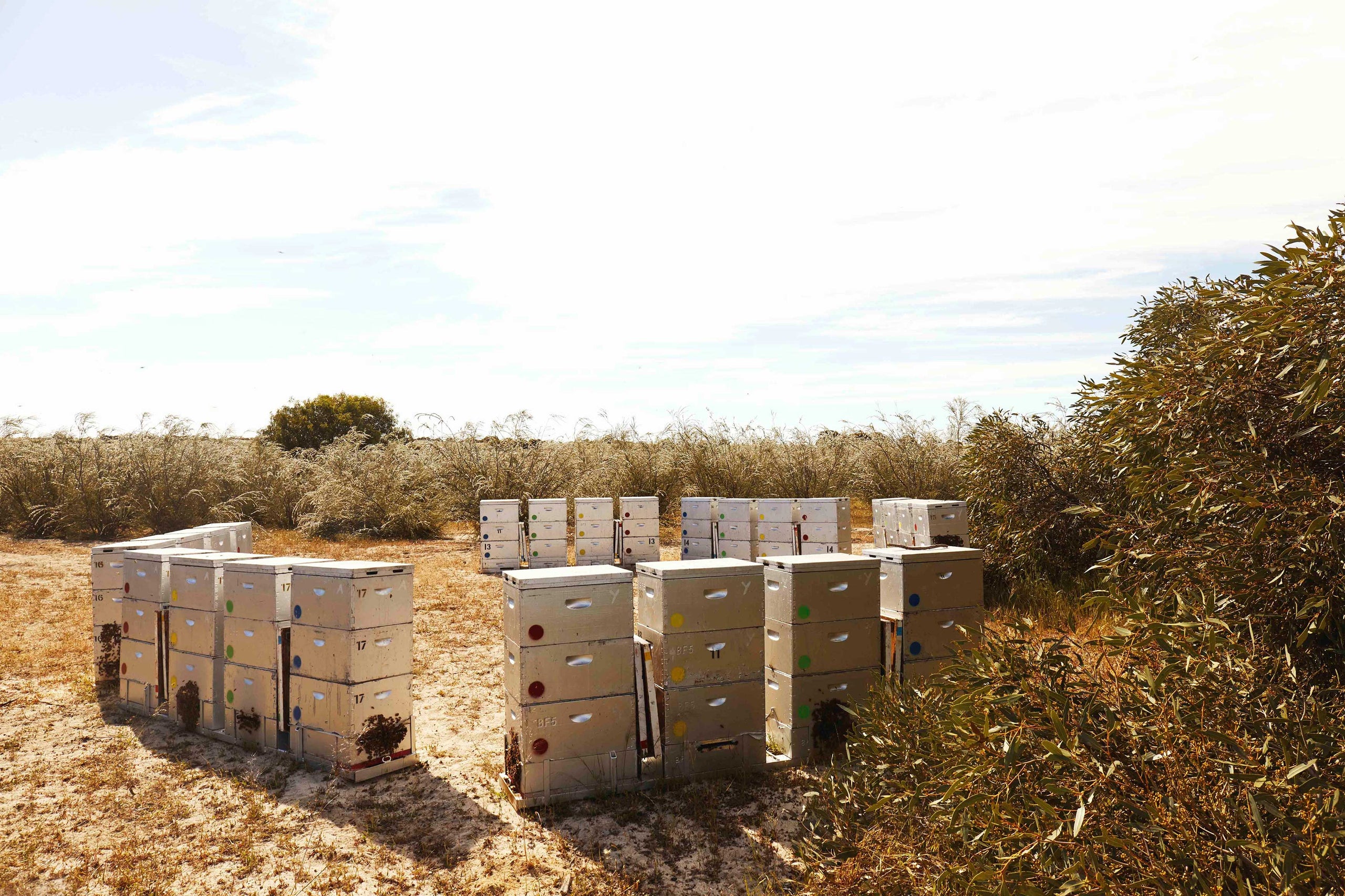 How Bees Make Honey The Fascinating Process from Hive to Jar – Honey ...