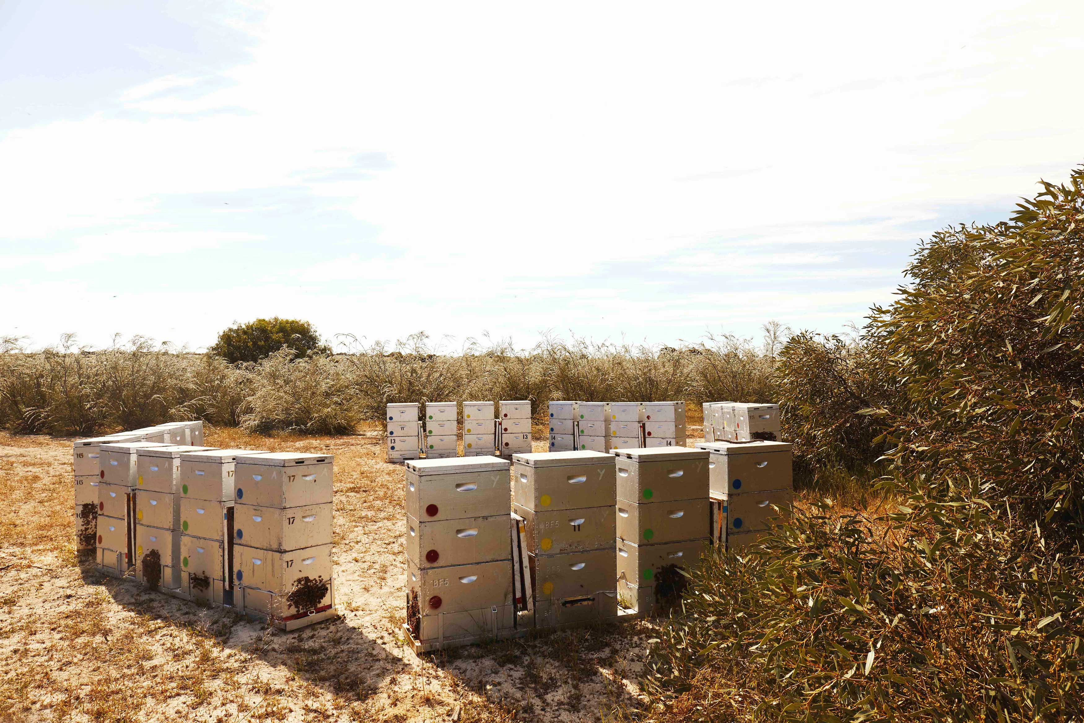 How Bees Make Honey The Fascinating Process from Hive to Jar