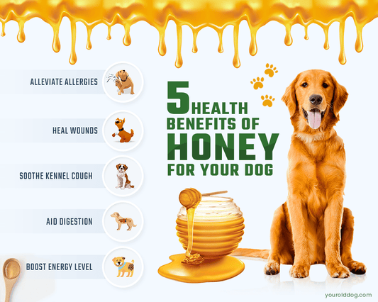 Honey For Dogs