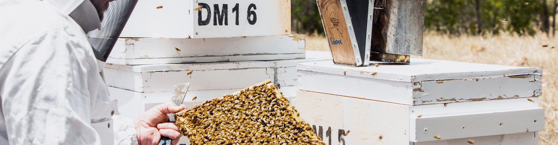 Honey MGO VS Honey TA Rating Explained