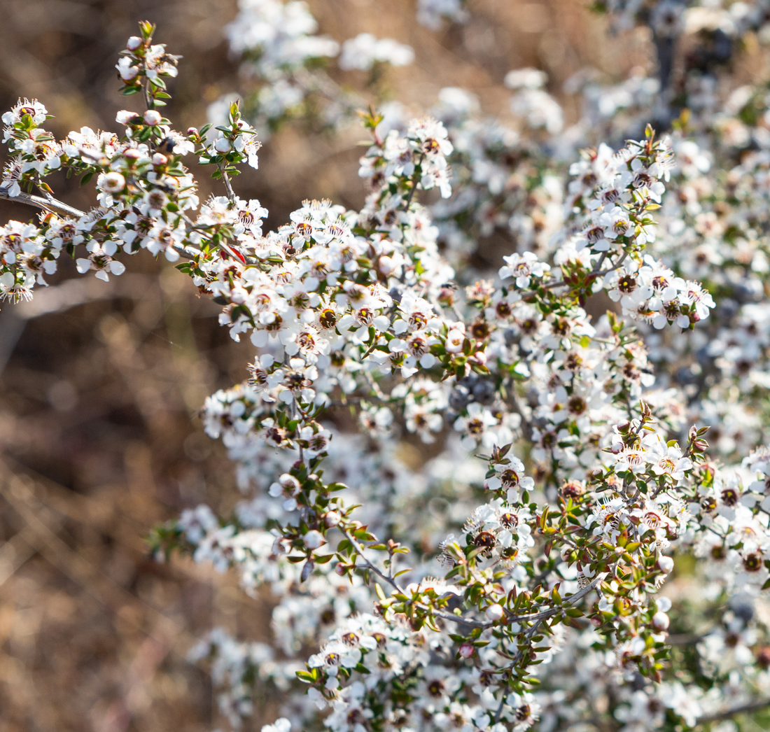 Unveiling the Magic of Manuka Honey: A Comprehensive Guide