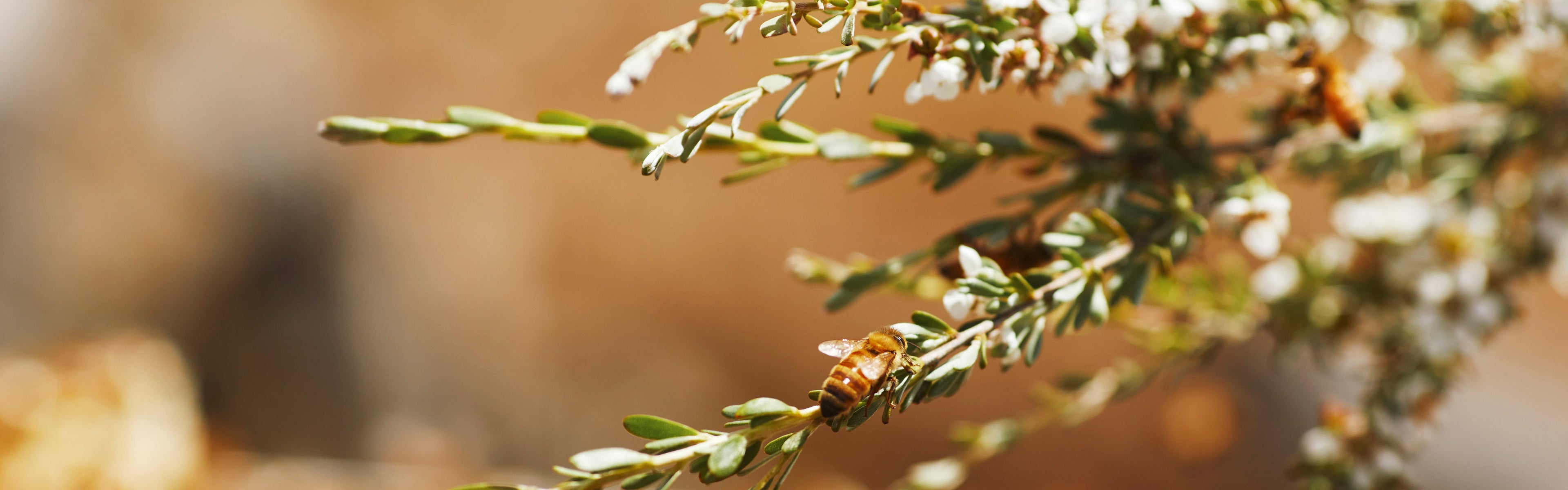 Raw Honey on Sale - Pure, Natural & Delicious | Honey For Life