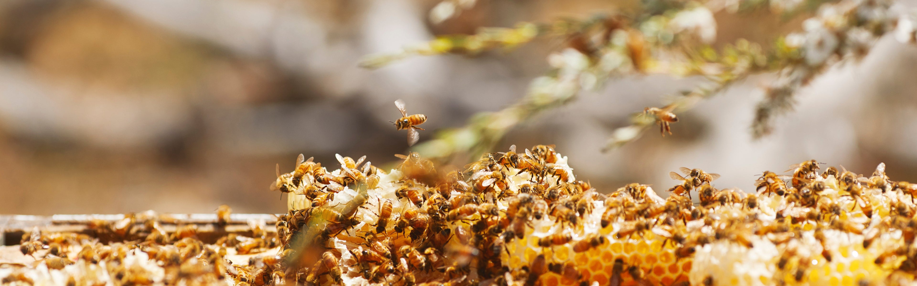 Premium Beeswax Products