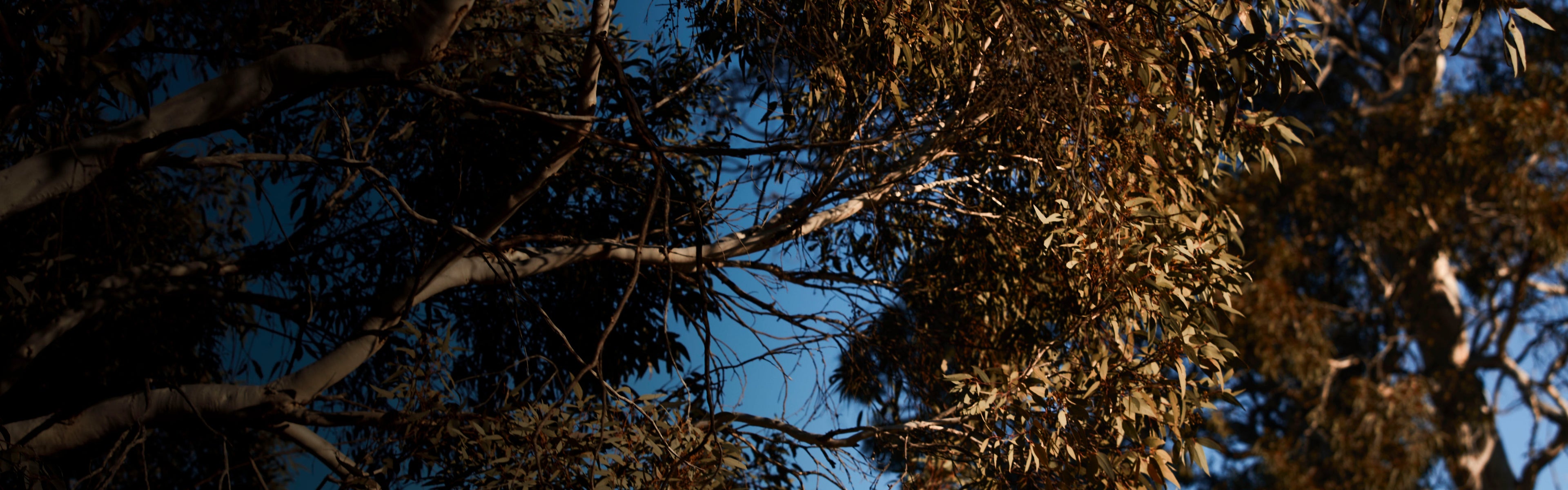 Active Western Australian Eucalypt Honey