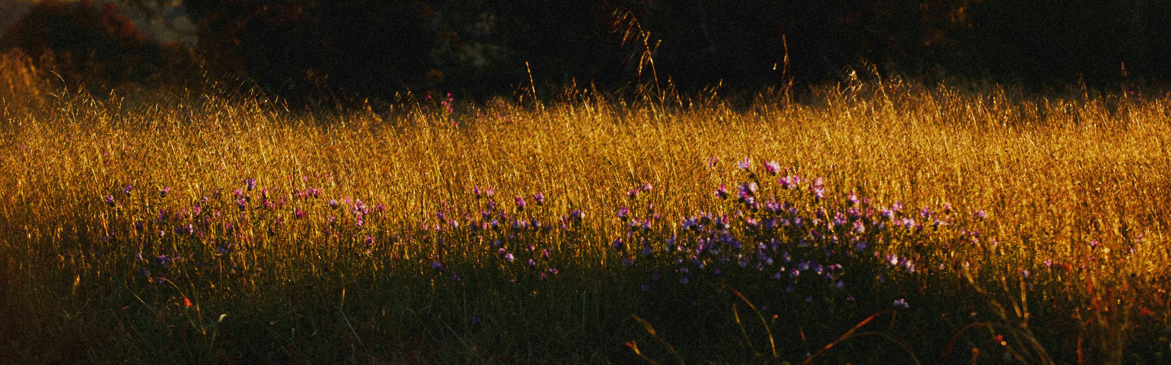 Exclusive Small Batch Honey's