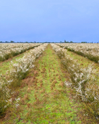 MANUKA ADVANCED HONEY MGO1500+