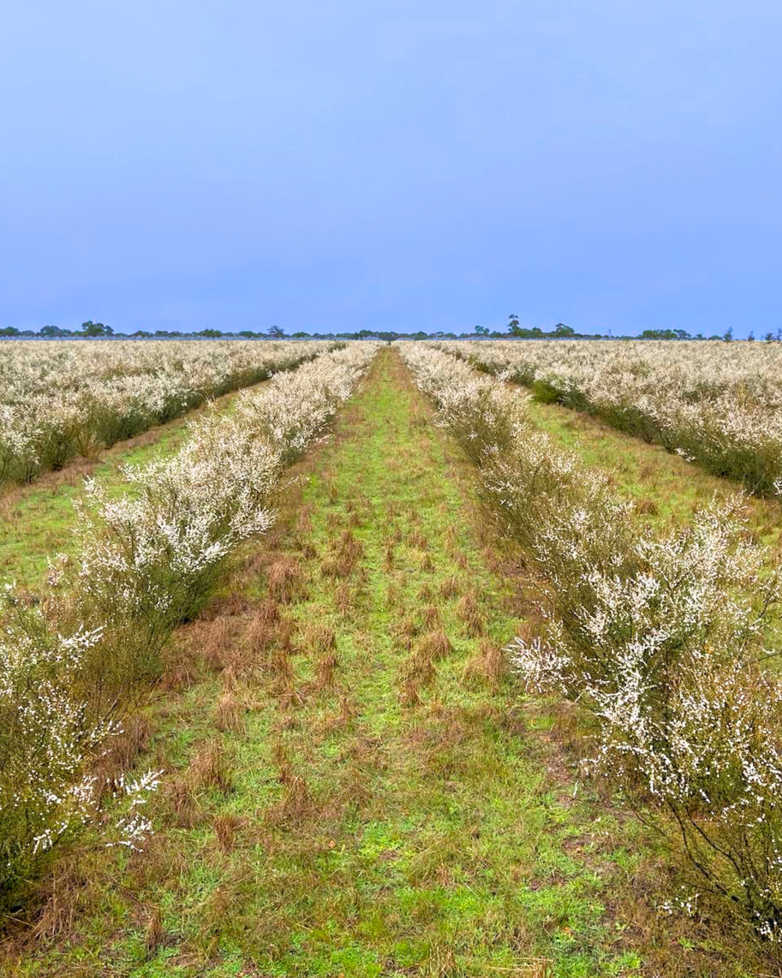 MANUKA DAILY+ HONEY MGO263+