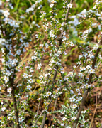 MANUKA ADVANCED HONEY MGO1500+