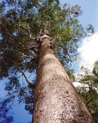 Tall tree with a thick trunk against a blue sky