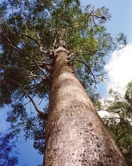 Tall tree with a thick trunk against a blue sky