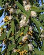Close-up of a eucalyptus tree with green leaves and white flowers against a blue sky.