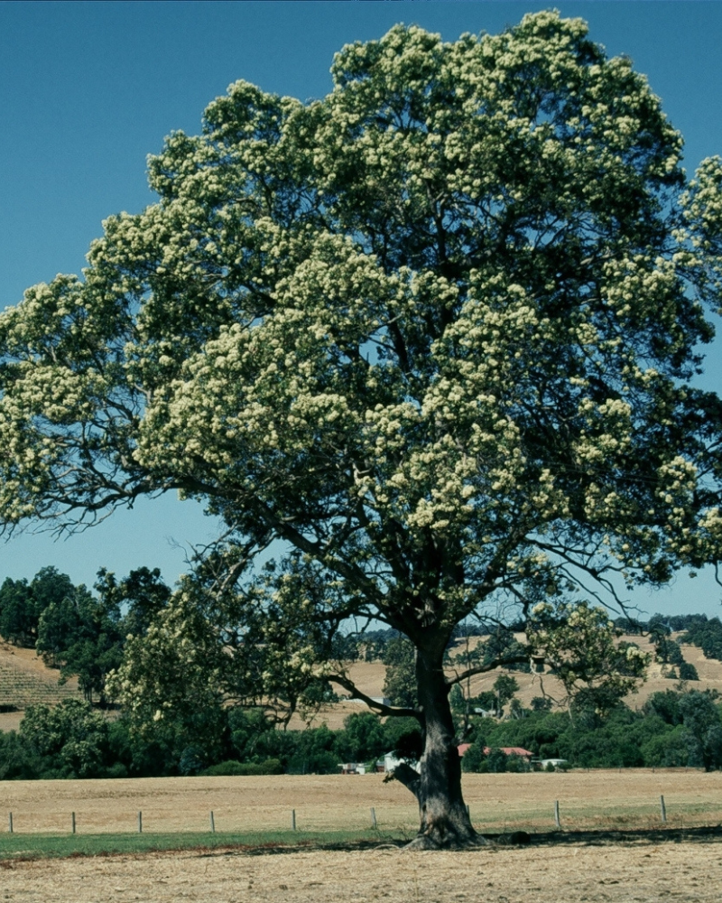 SUPER MARRI HONEY TA50+