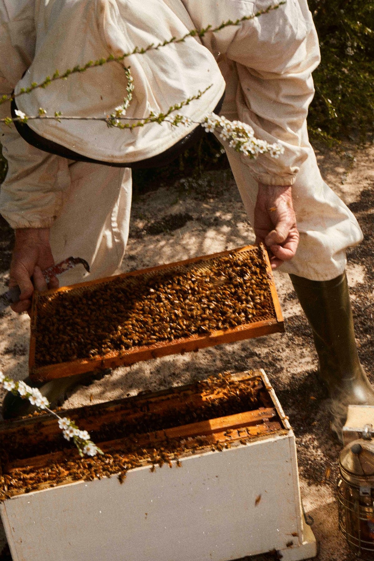 THE BEEKEEPER