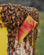 Raw Electrolyte Honey