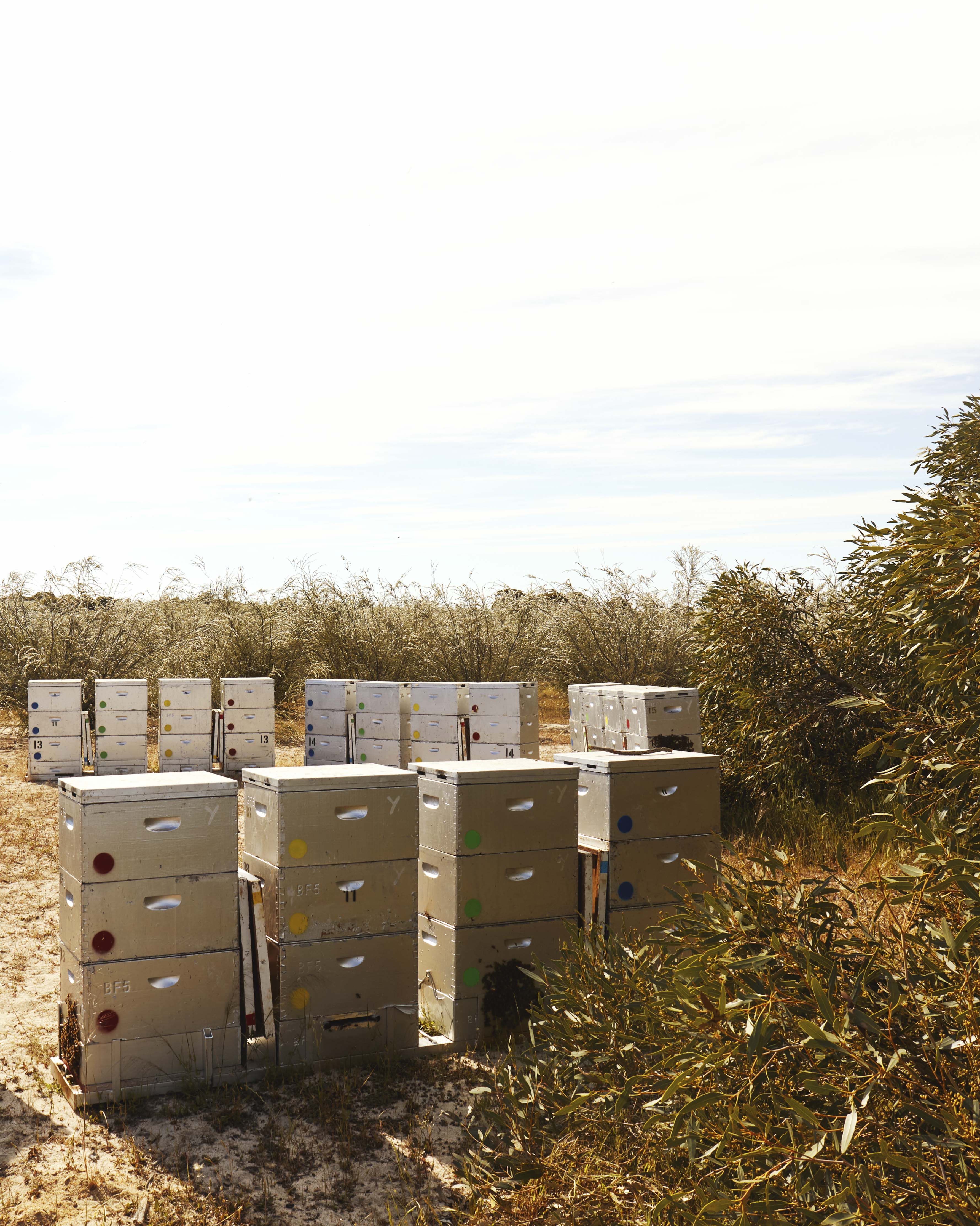 Honey For Life Gift Card