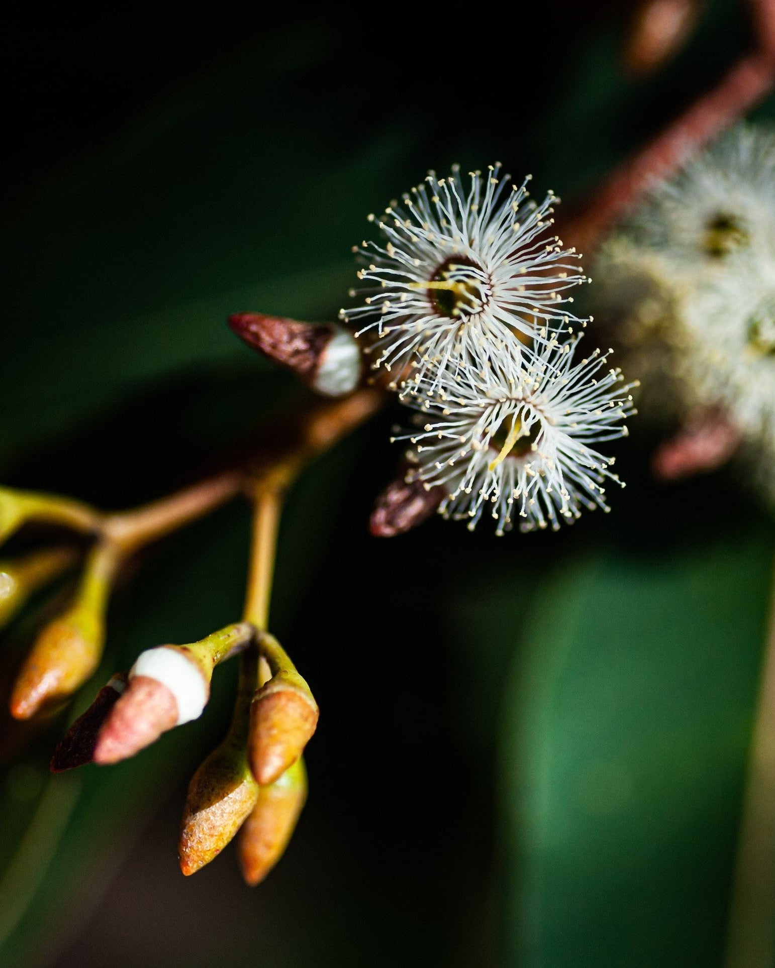 JARRAH ACTIVE HONEY TA35+