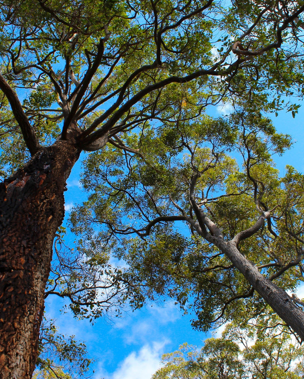 Tree canopy with blue sky and white clouds