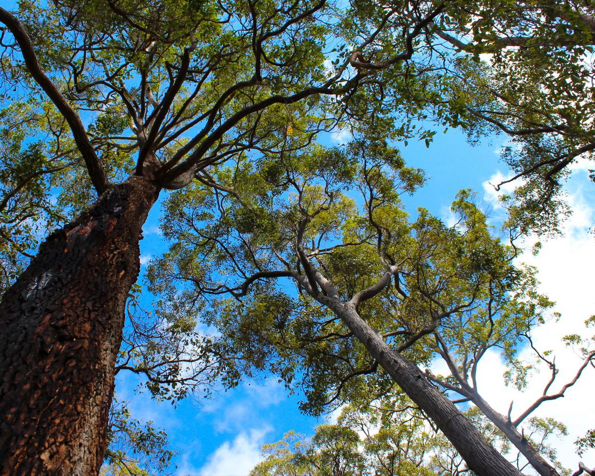 Carousel slide image