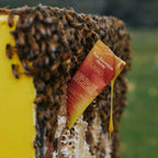 Raw Electrolyte Honey