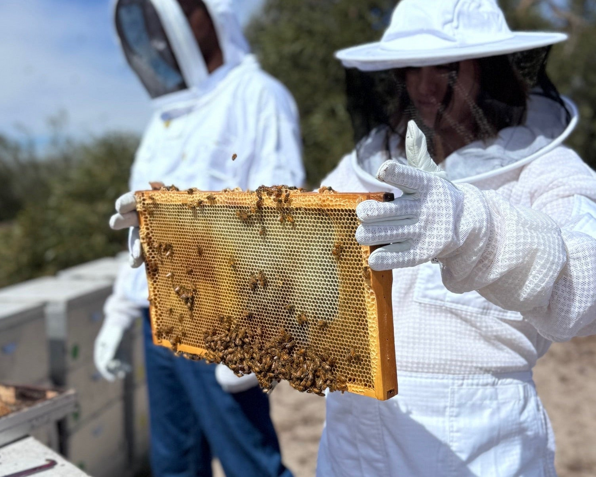 Person in beekeeping suit holding a honeycomb frame with bees outdoors.