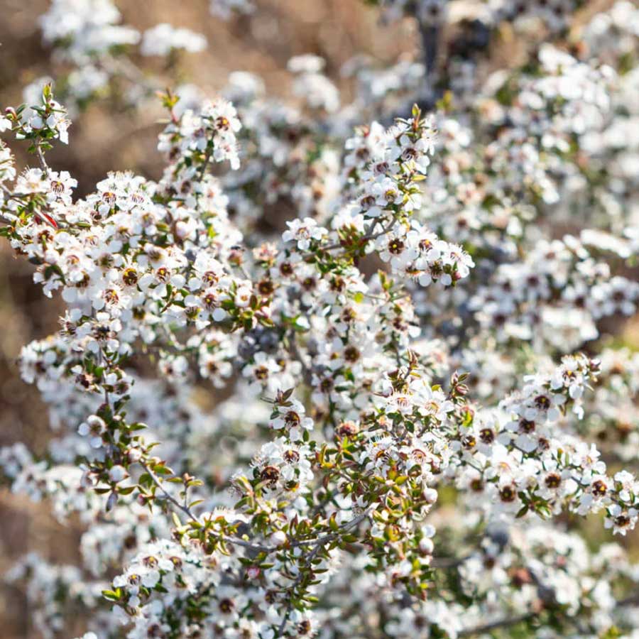 Manuka strength explained in plain English