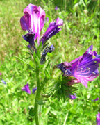 Purple flowers in a grassy field