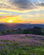 Sunset over a mountain range with a field of purple flowers in the foreground.
