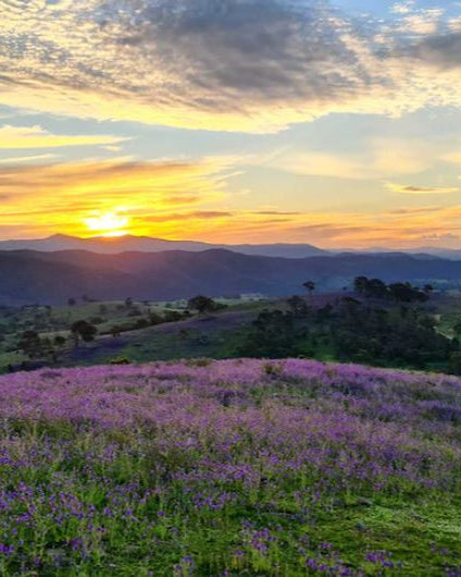 Sunset over a mountain range with a field of purple flowers in the foreground.