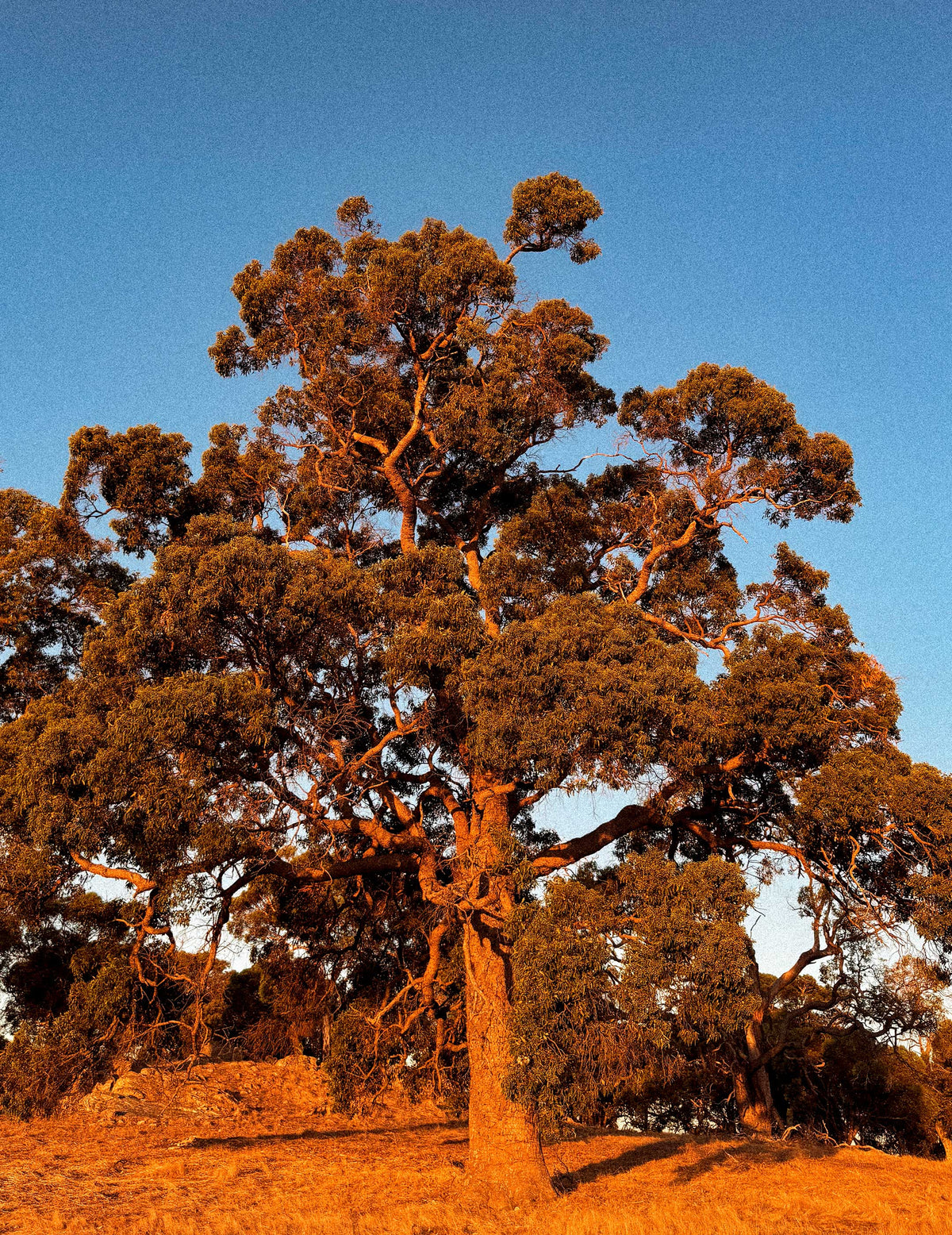 Western Australian origin