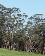 SOUTHERN YATE HONEY TA10+