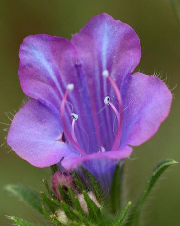 Patterson's Curse Honey