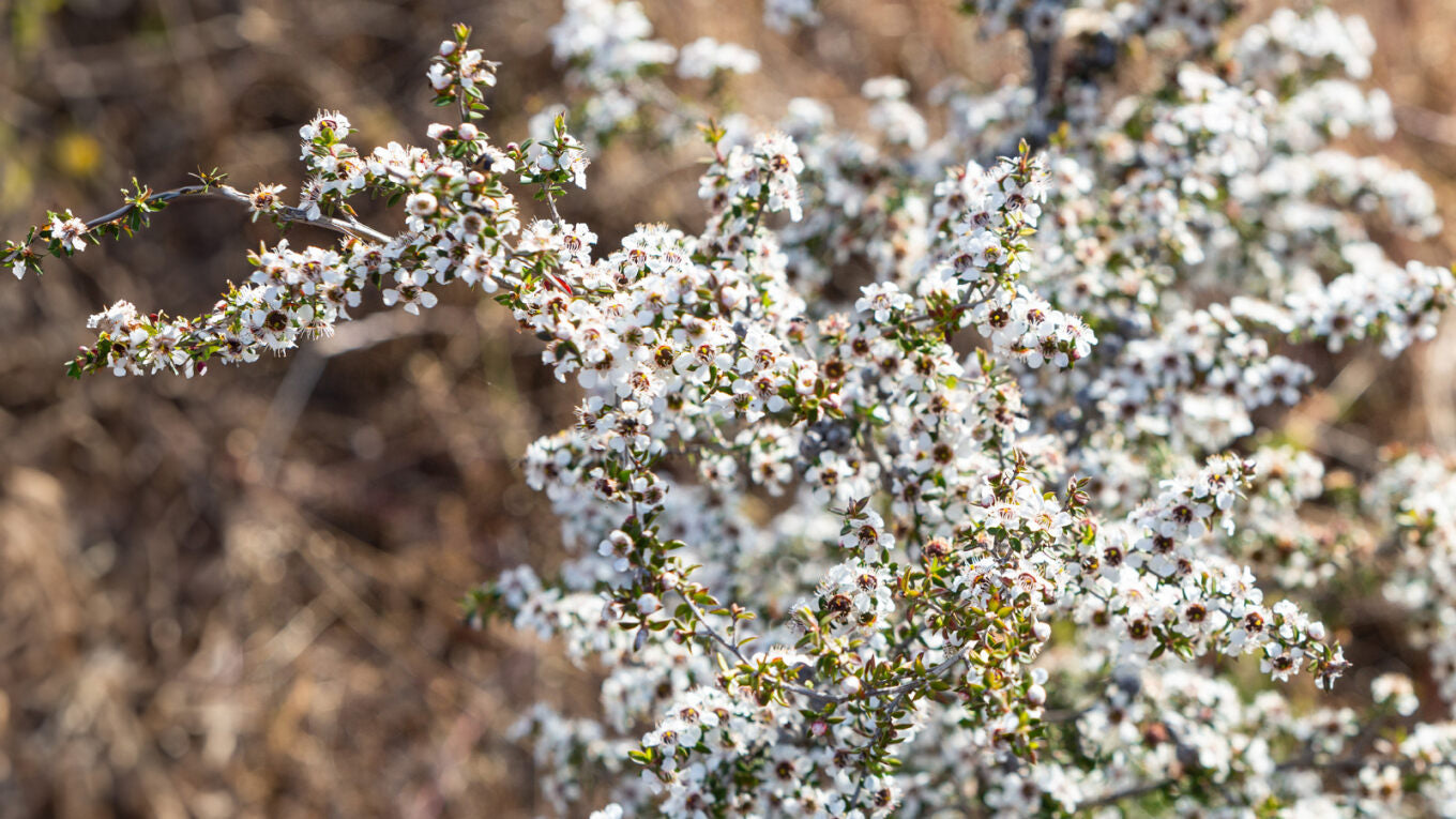 Manuka strength explained in plain English