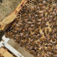 MATED QUEEN BEES FOR SALE - Available mid October