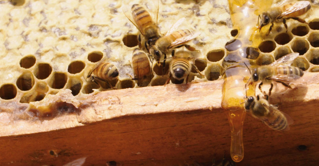 Honey Tales Customer Stories of Sweet Success