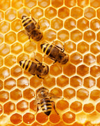 At Honey For Life we produce high-quality, pure beeswax 