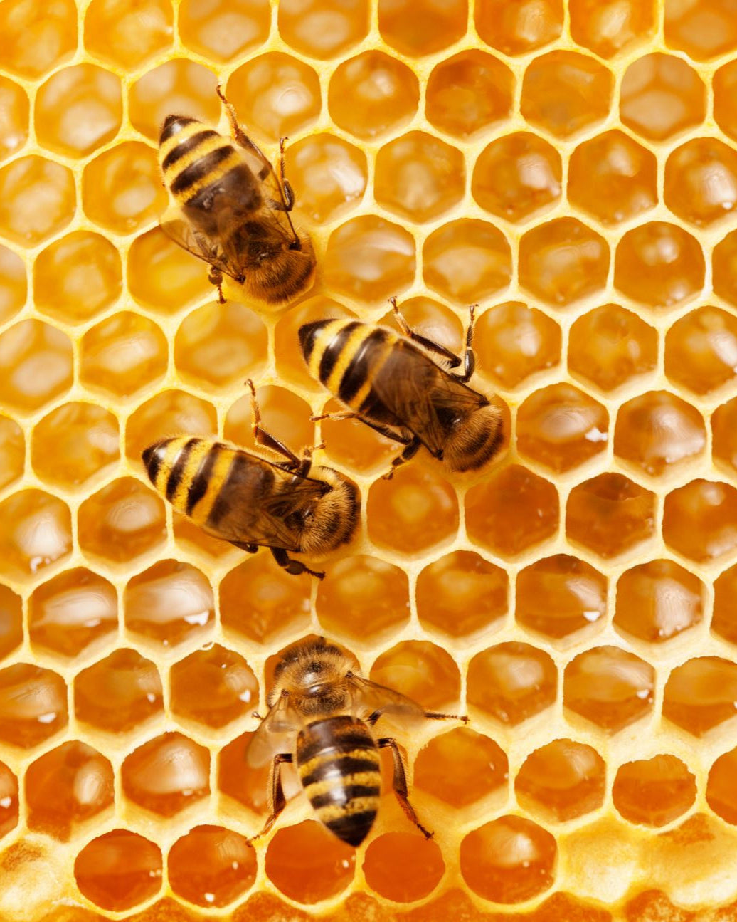 At Honey For Life we produce high-quality, pure beeswax 